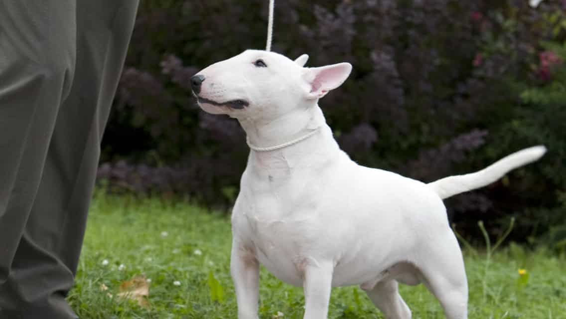 9 Facts About Bull Terriers Inside Dogs World