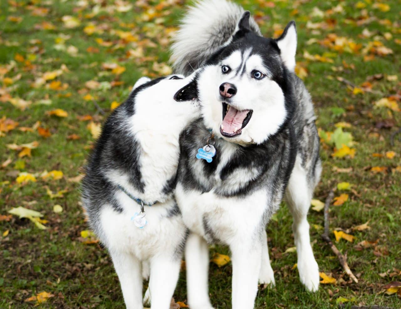 smallest husky in the world