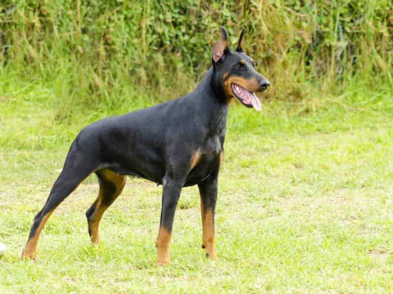 unique doberman names