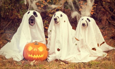 halloween Dogs