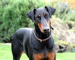 list of most intelligent dog breeds