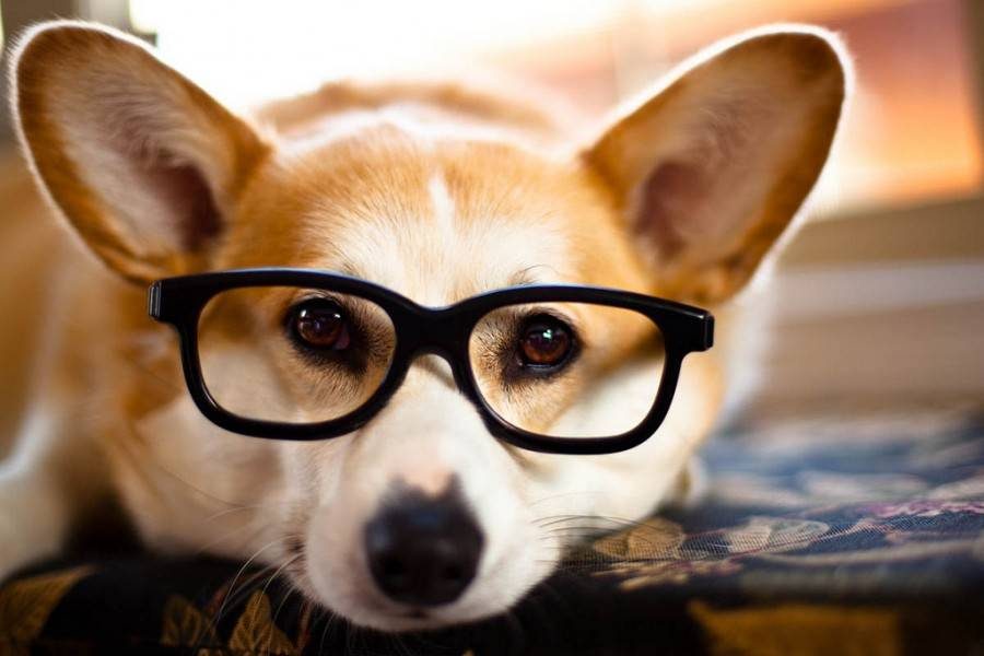 the most intelligent dog breed in the world