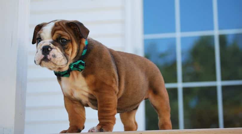 information about english bulldogs