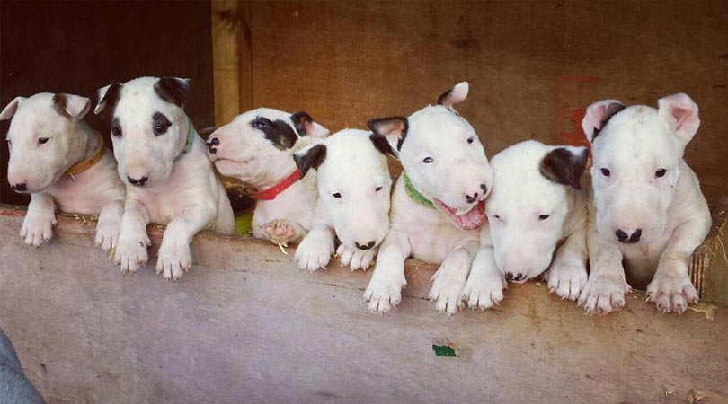 what breed is the spuds mackenzie dog