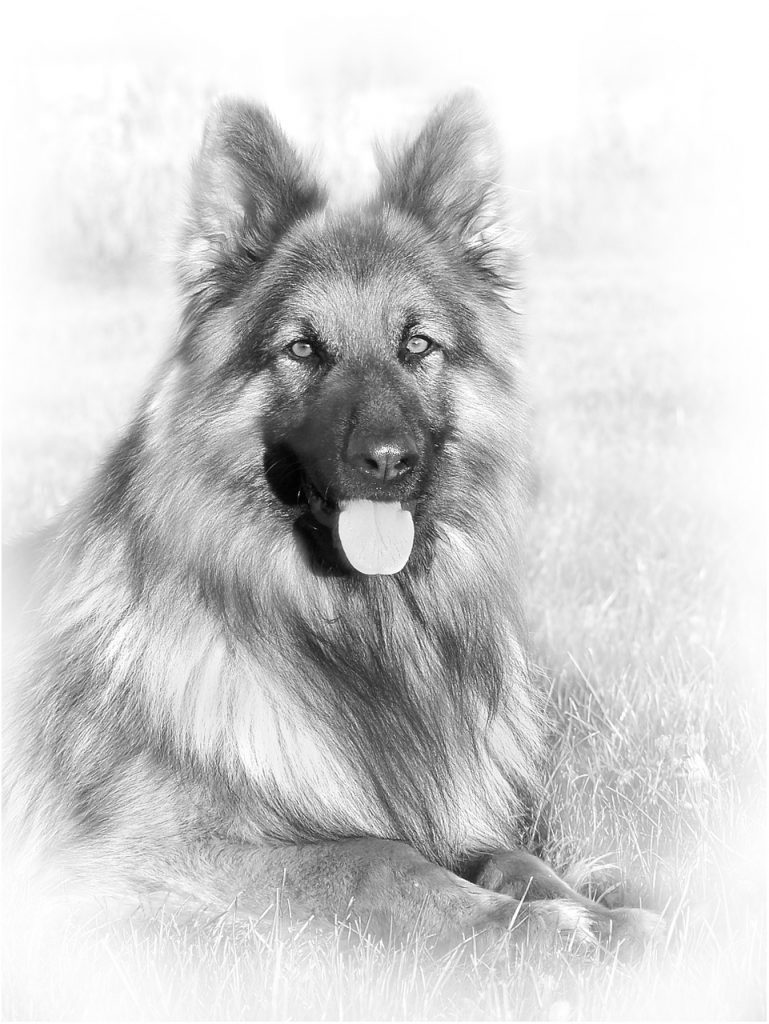 German Shepherd Dog Breed Information – Inside Dogs World