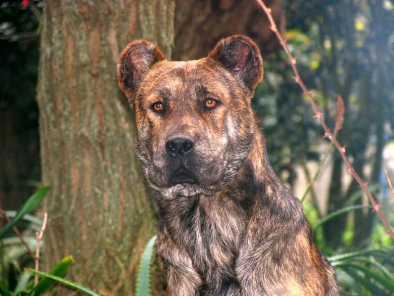 large breed herding dogs