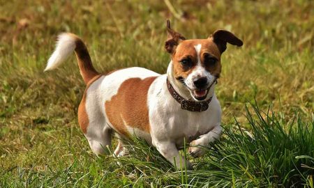 Jack Russell Terrier Dog