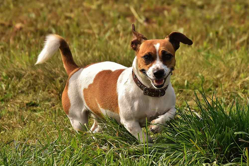 are jack russells good family pets