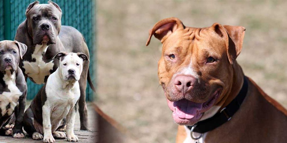 homes for rent that accept pit bulls