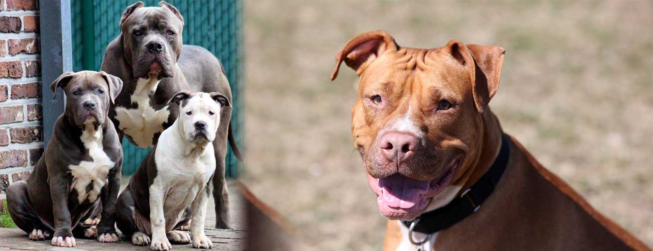 Female Pitbull Weight Chart