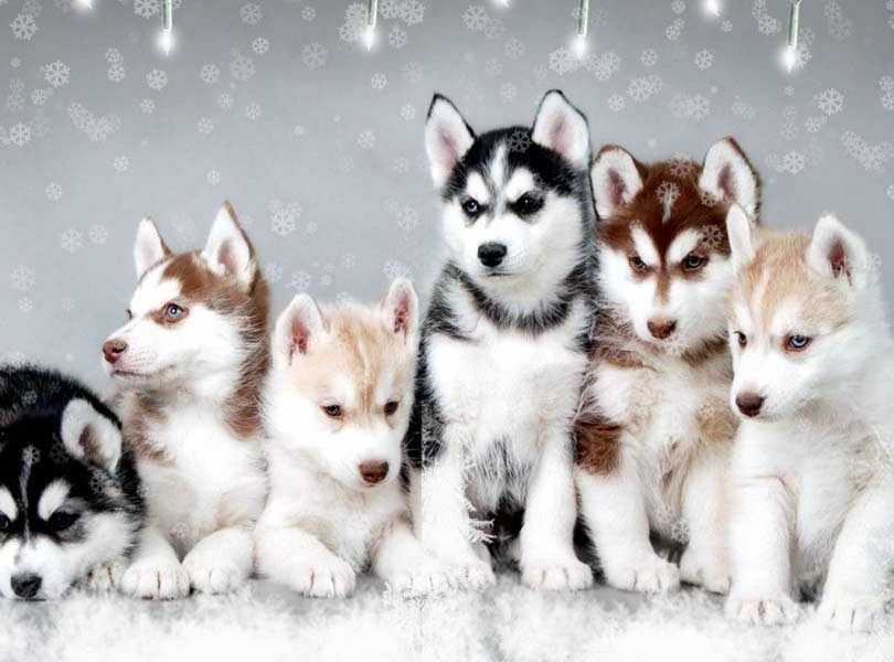 what breeds make a pomsky