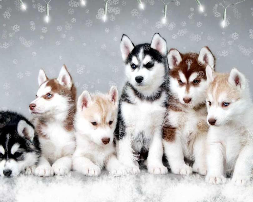 What is the Lifespan of a Pomsky?: Unveiling the Truth