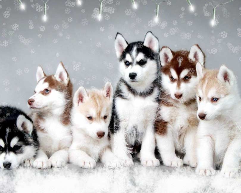 do pomsky puppies shed