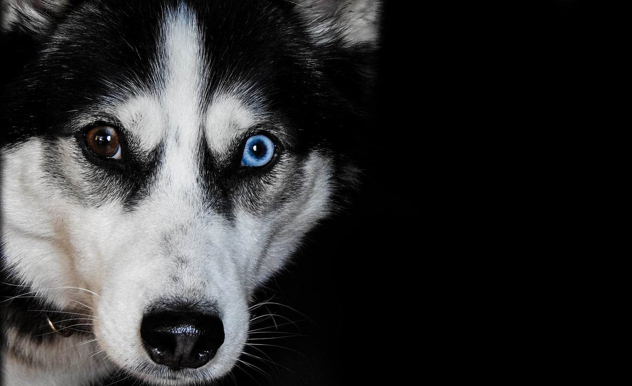 siberian eskimo dog