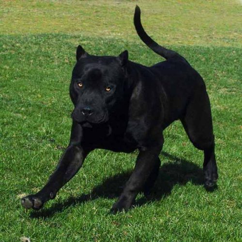 cane corso biting