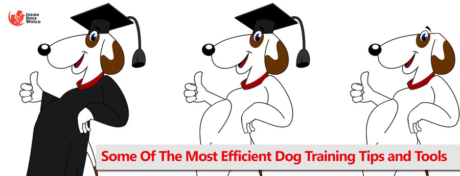 Best Dog Training Tips and Tools