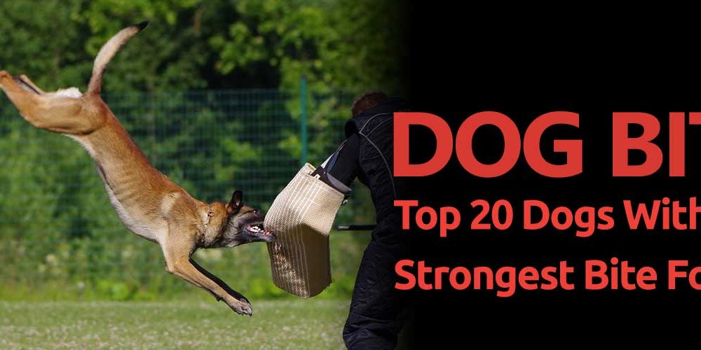 Dog Bite Explained: Top 20 Dogs With The Strongest Bite Force - Inside Dogs World Dog Bite Explained: Top 20 Dogs With The Strongest Bite Force - Inside Dogs World