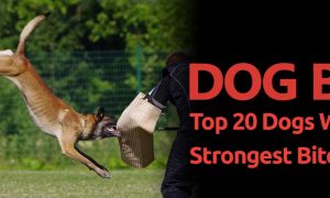 top 10 strongest dog