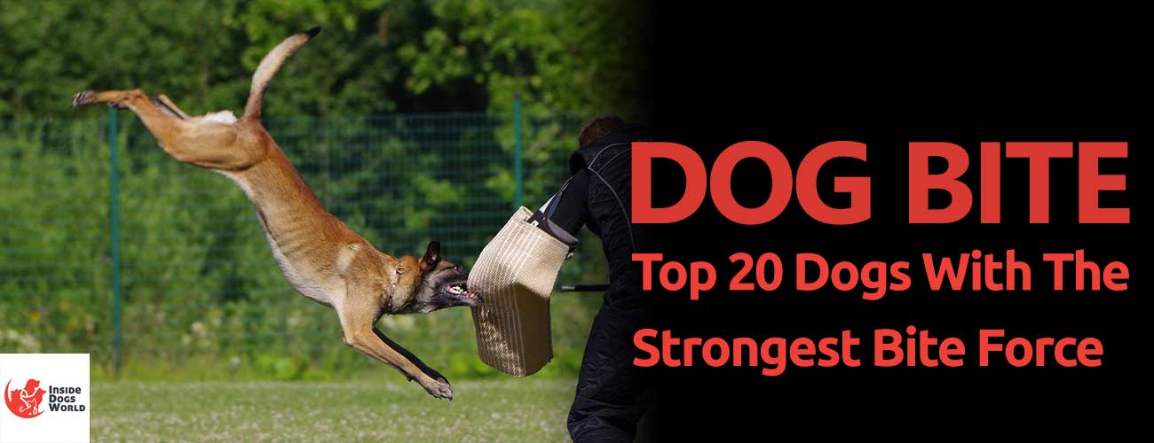 Dog Bite Explained: Top 20 Dogs With The Strongest Bite Force - Inside Dogs  World