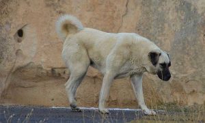 Kangal Shepherd Dog Walking Rock
