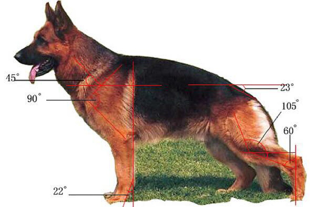 German Shepherd Dog Breed Information - Inside Dogs World